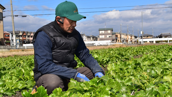 「京はたけ菜」を生産する岡田さん