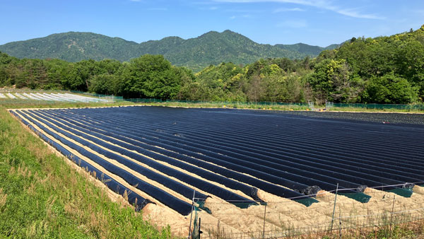 丁寧に育てているさつまいもの圃場