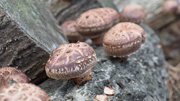 いわての原木しいたけ