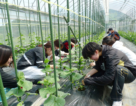 農作業を行う、学生たちのほとんどは農業経験がゼロ