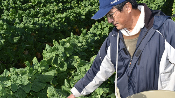 「花菜」を生産する森田さん