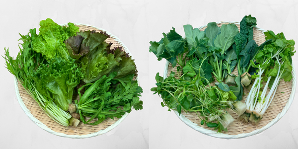 汎用野菜 5種ときらベジ 5種