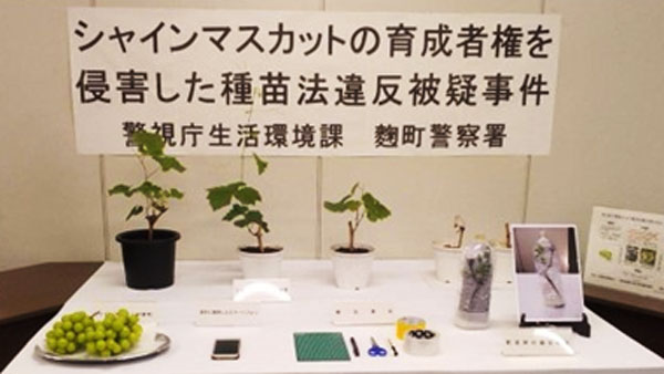 シャインマスカットでは育成者権の侵害が相次ぐ（今回送検された事件と写真は関係ありません）＝農水省ホームページから