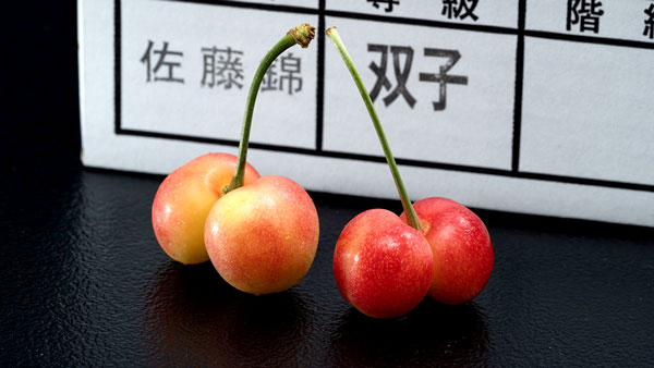 双子さくらんぼ