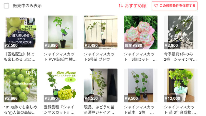 フリマサイトには「シャインマスカットの苗」が出品されているが、中には違法なケースも（今回送検された事件と写真は関係ありません）