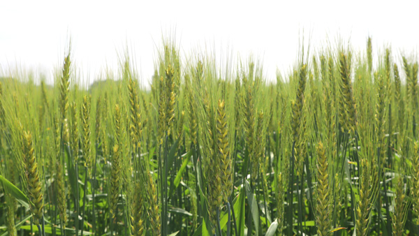 九州産もち性小麦品種「モチハルカ」の栽培風景
