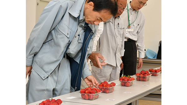 収穫最盛期を迎えた「露地イチゴ」品評会を開催　大阪府高槻市