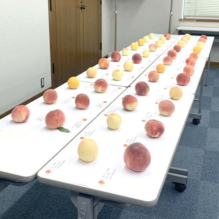 「第3回全国桃選手権」にエントリーされた桃46品