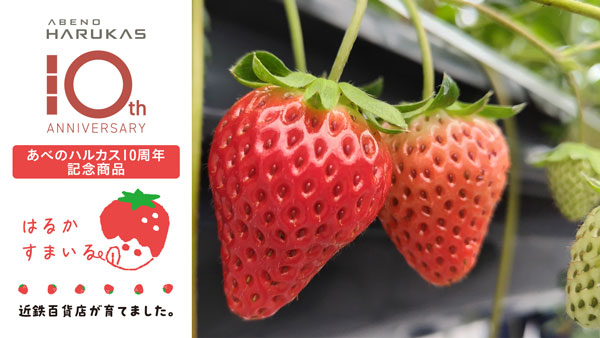 近鉄百貨店が自社農場で栽培したいちご『はるかすまいる』関西で発売　ファミリーマート