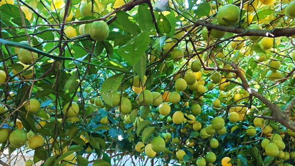 収穫最盛期を迎えている松戸のレモン