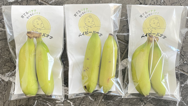 豊橋市から国産・栽培期間中農薬不使用バナナ　育てる「ベイビーバナナ」販売開始　アスラン