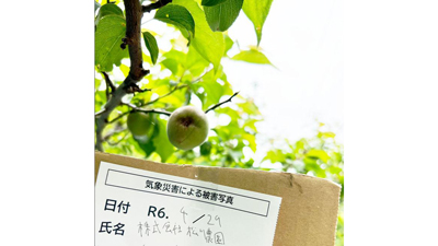 暖冬、ひょう、カメムシで梅が歴史的不作　収穫半減で価格高騰　農業総研s.jpg
