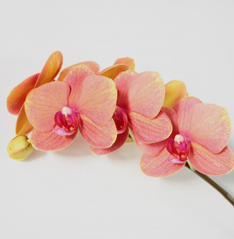 優秀賞のコチョウラン「サーフソング」