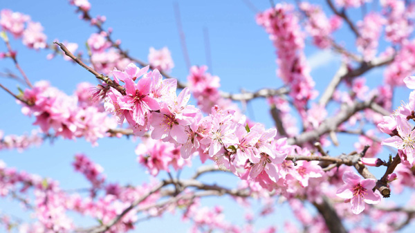 川西南部の加茂地区で満開の桃の花