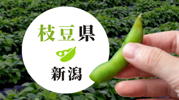 枝豆リレーができる新潟県の