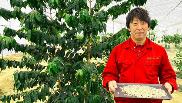 YamakoFarmが栽培するコーヒーの木と収穫したコーヒー豆