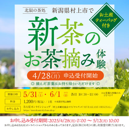 北限の茶処・新潟県村上市「新茶のお茶摘み体験」参加者募集