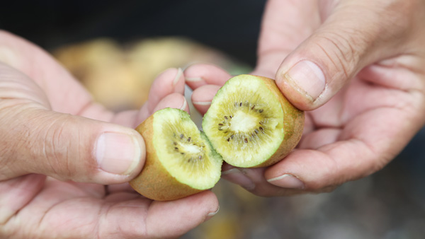 香川特産「キウイのたまご™」