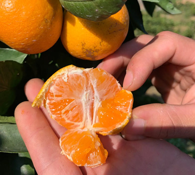 今シーズンのあめ玉みかん