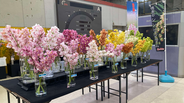 日本一の花市場　大田市場で徳島県産「シンビジウム」展示　徳島県