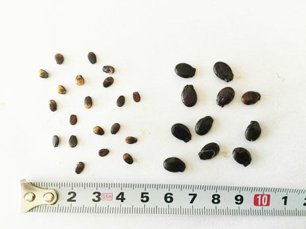 新品種「ピノ・ガール」の種子（左）と従来の小玉すいかの種