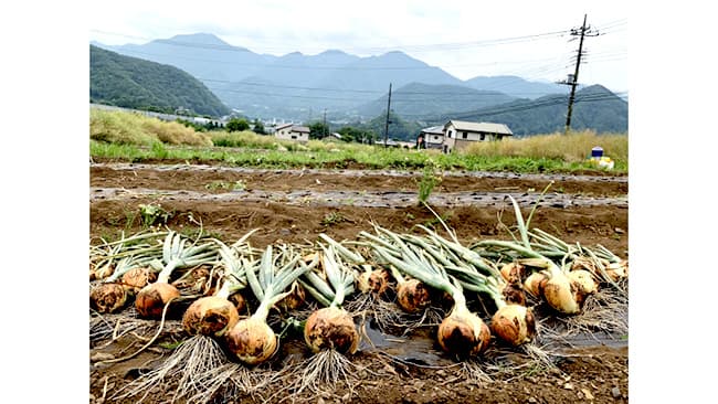 山梨県大月市の玉ねぎ畑