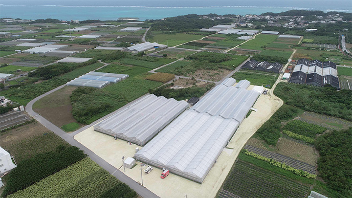 日本最南端のイチゴ狩り農園がクラウドファンディング開始　沖縄・美らイチゴ