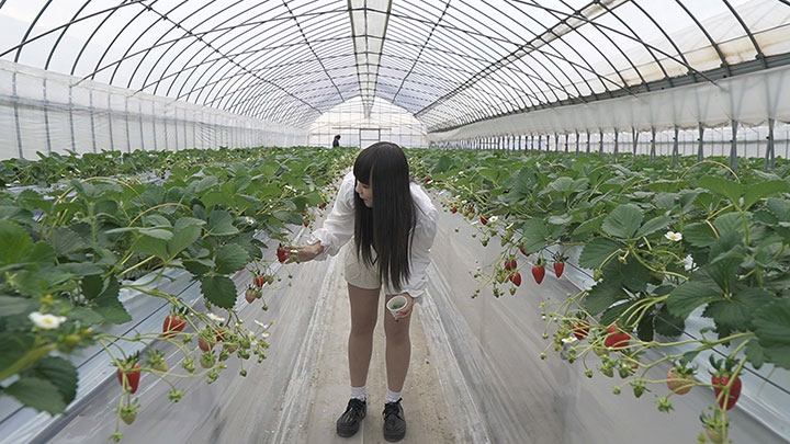 一人でも「1棟1組完全貸切」のいちご狩り