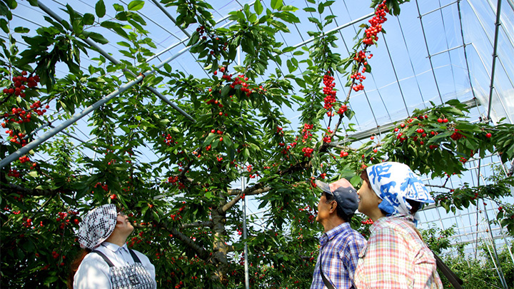 加敬農園の生産者