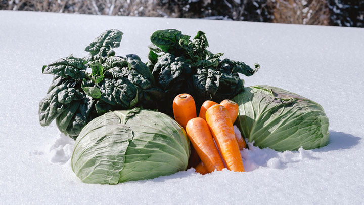 信州 信濃町 雪まち野菜