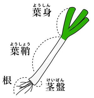 ネギの部位。葉身、葉鞘、茎盤、根。