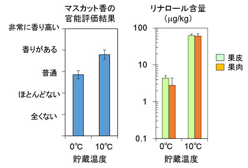 0℃または10℃で4週間貯蔵した果実の官能評価結果とリナロール含量