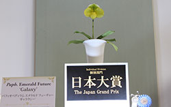 【日本大賞】  「Paph. Emerald Future 'Galaxy' ＜ ﾊﾟﾌｨｵﾍﾟﾃﾞｨﾗﾑ ｴﾒﾗﾙﾄﾞ ﾌｭｰﾁｬｰ 'ｷﾞｬﾗｸｼｰ' ＞」東京オーキット・ナーセリー /高橋 靖昌（東京都世田谷区）