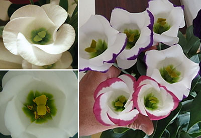 花もちがよい 世界初　無花粉のトルコギキョウ サカタのタネ