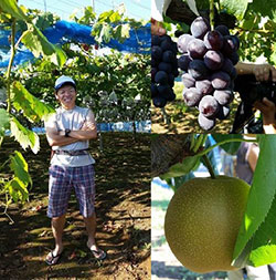 ブドウとナシを横浜で 生産者身近に サカタのタネ