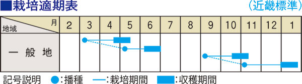 紅白の二十日ダイコン