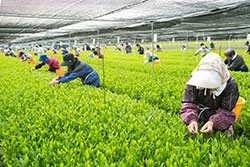 7茶種で 農林水産大臣賞