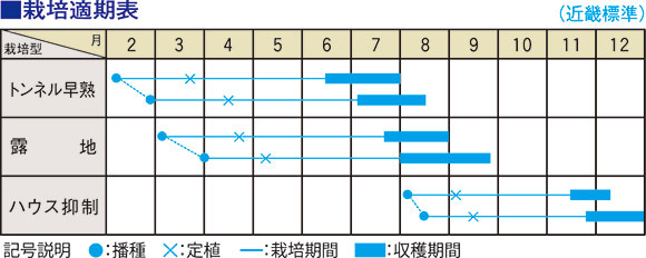 赤皮カボチャ「Ｆ1 あかまろ」