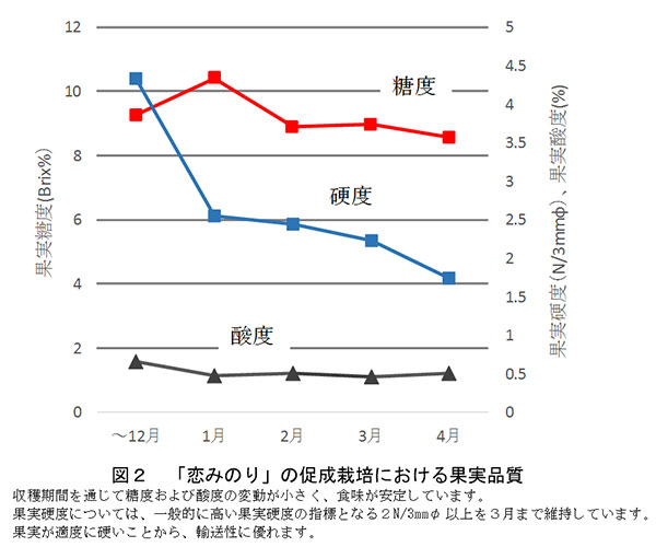 輸送性優れたイチゴ「恋みのり」