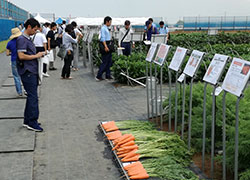 ほ場で情報交換