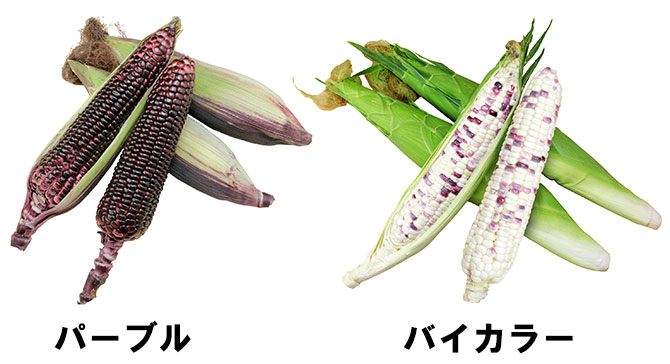 トウモロコシの新品種「もちもち太郎」パープルとバイカラー　大和農園
