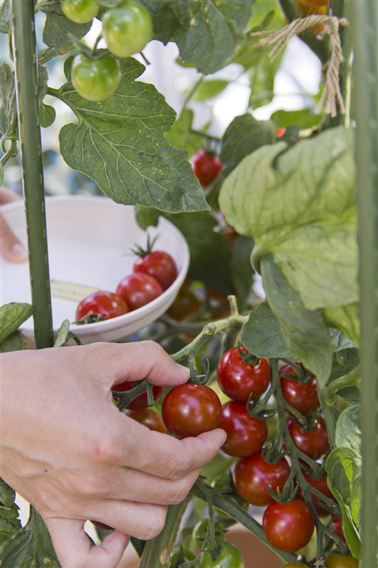 タキイ種苗のミニトマト栽培4