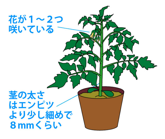 タキイ種苗のミニトマト栽培2