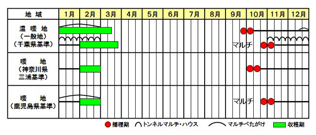 ダイコン「冬馬力」作型図