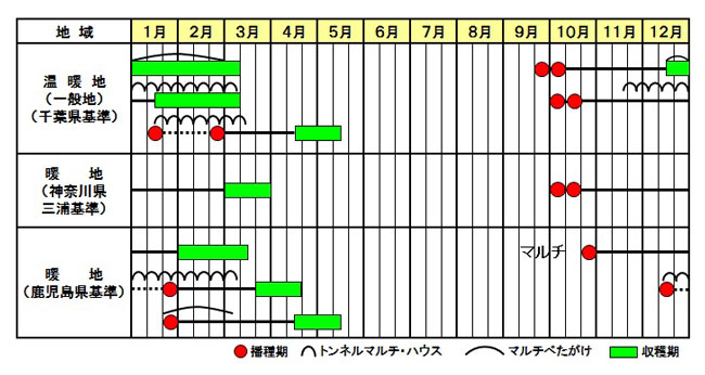 ダイコン「春の守」作型図