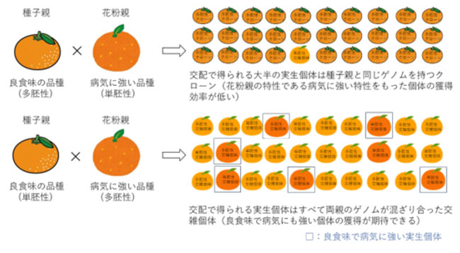 種子親が多胚性の場合と単胚性の場合の参考図