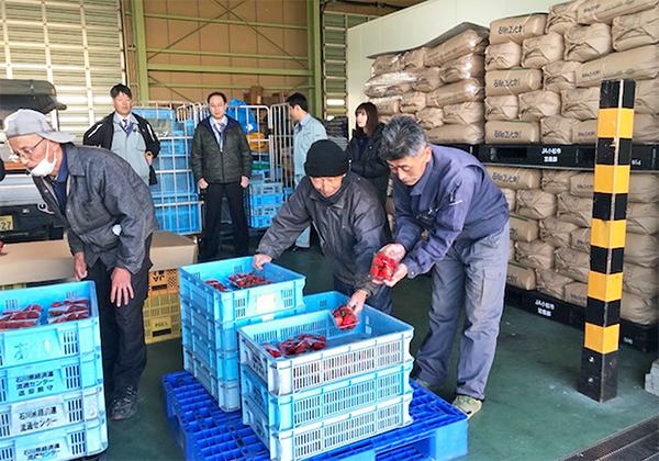 旬到来、イチゴ「さちのか」初出荷　ＪＡ小松市