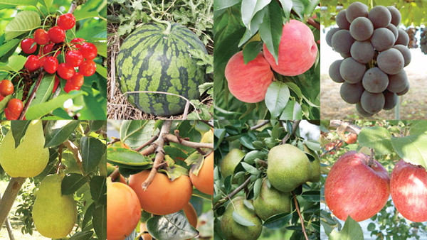 8種類の果物イメージ